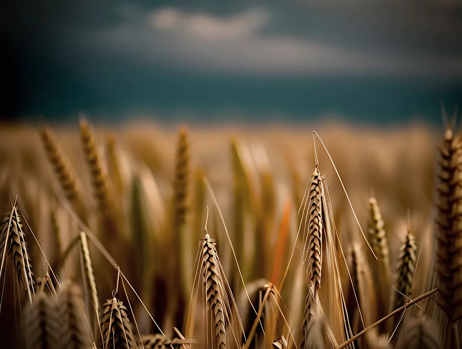 This is a close-up image of a wheat field. The wheat is ripe and ready to be harvested. The heads of wheat are full of kernels. The stalks of wheat are tall and strong. The leaves of the wheat are green and healthy. The background of the image is a dark sky. There are clouds in the sky. The image is taken from a low angle.