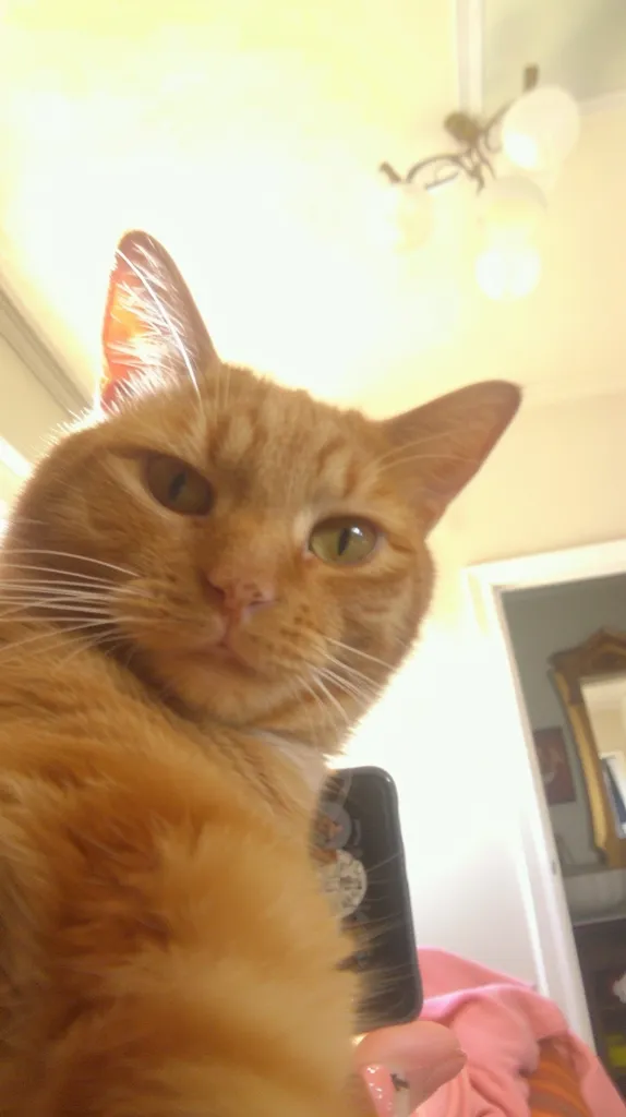 A ginger cat stares directly at the camera with wide, green eyes. Its fur is fluffy and its nose is pink. The cat is looking slightly up at the camera, and the background is out of focus. The cat's fur is a mix of orange and white, and its whiskers are long and prominent.  A blurry image of a cell phone is visible to the right of the cat's head.  The background is a light, off-white color with a blurred pink blanket in the corner.  A ceiling light fixture with white shades hangs above the cat.