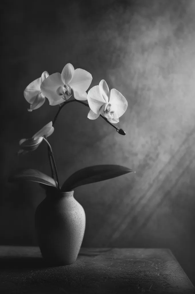 A single white orchid, with three delicate blooms, sits in a simple ceramic vase. The plant is silhouetted against a dark, textured background, creating a dramatic and elegant composition. The light subtly illuminates the petals, highlighting their intricate details. The image evokes a sense of calm and serenity.