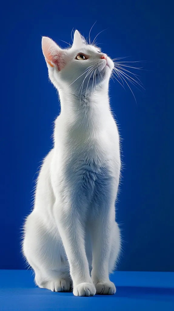 A pure white cat with bright yellow eyes sits on a blue surface, its head tilted upwards and its long whiskers outstretched. The cat's fur is soft and fluffy, and its paws are delicate. The blue background creates a striking contrast with the cat's white fur, making it the focal point of the image. The cat's curious gaze and posture suggest it is alert and attentive to its surroundings.