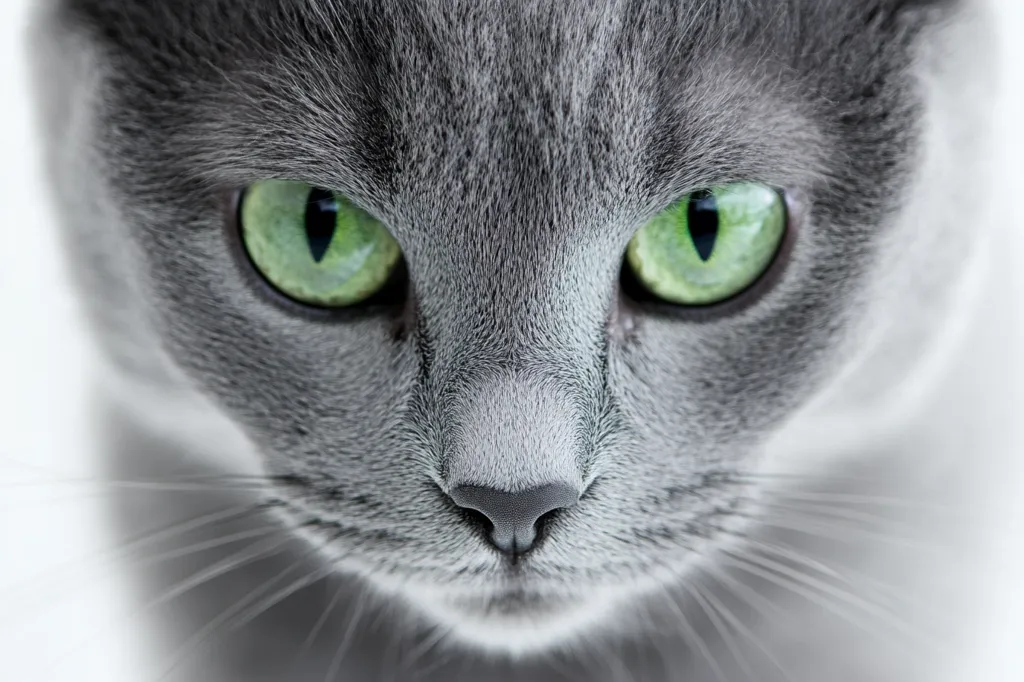 A close-up shot of a grey cat's face, focused on its piercing green eyes. The cat's fur is soft and fluffy, and its whiskers are visible. The image is taken from a low angle, giving the viewer a sense of being looked down upon by the feline. The background is blurred, creating a sense of intimacy and focus on the cat's gaze. The image captures the cat's intense stare, conveying a sense of alertness and curiosity.