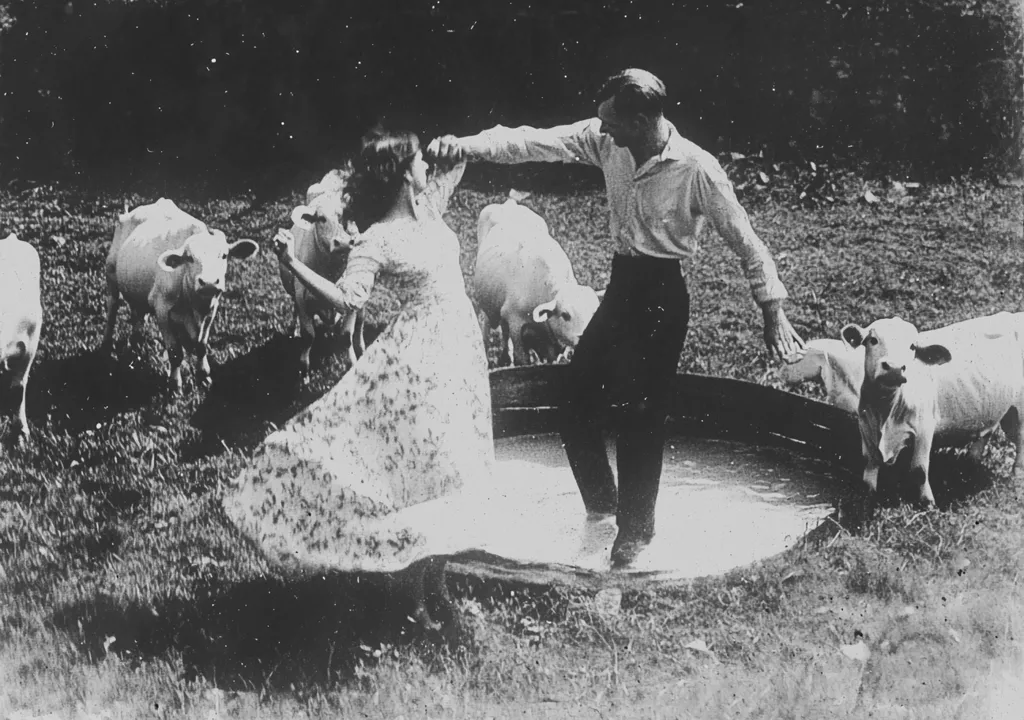 A man and a woman are dancing in a muddy puddle while several young cows stand around them. The woman is wearing a long dress, and the man is wearing a white shirt and black trousers. The image is in black and white and has a vintage feel. The cows look bewildered and curious as they watch the couple dance. The image is both playful and charming.