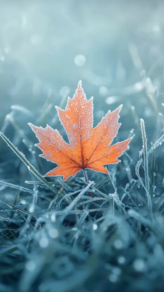 A single, frost-covered maple leaf sits in the center of a field of grass, also covered in frost. The leaf is a vibrant orange, contrasting sharply with the blue-tinged frosty grass. The image has a soft, dreamy quality, with a blurred background that adds to the peaceful and serene atmosphere. The image captures the beauty of nature in the winter, with the frosty elements adding a delicate and magical touch.
