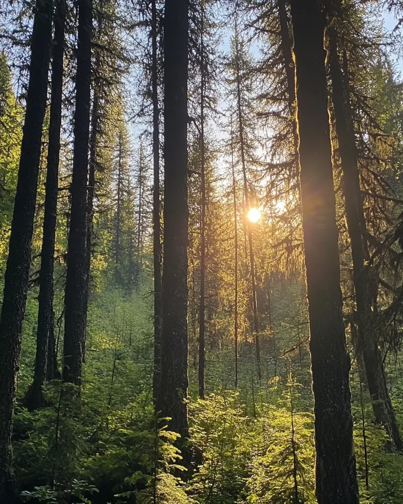 A sun-dappled forest with tall, slender trees. The sun shines through the leaves, casting a warm glow on the forest floor. The trees are close together, forming a dense canopy overhead. The ground is covered in a layer of green moss and ferns.  The image evokes a sense of peace and tranquility.