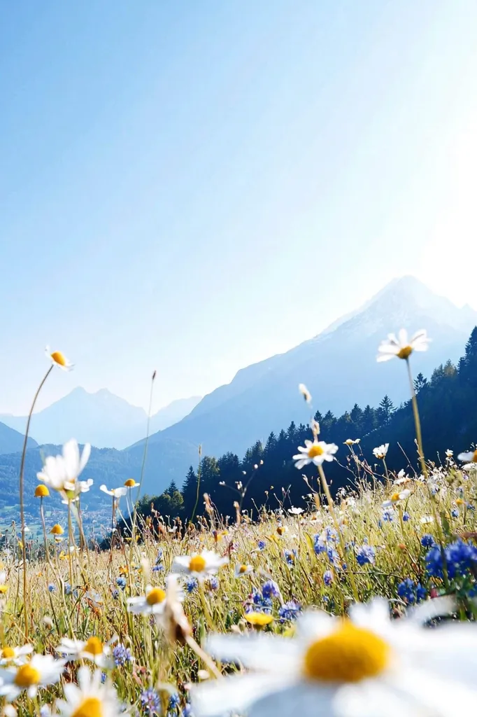 A field of wildflowers blooms in the foreground with a mountain range in the background. The sky is a clear blue and the flowers are in full bloom, creating a picturesque scene. The mountains appear soft and hazy in the distance, adding to the tranquility of the image.  The field is full of various colors, with white and yellow wildflowers dominating the scene.  The photo is taken from a low angle, giving the viewer a sense of being immersed in the field.