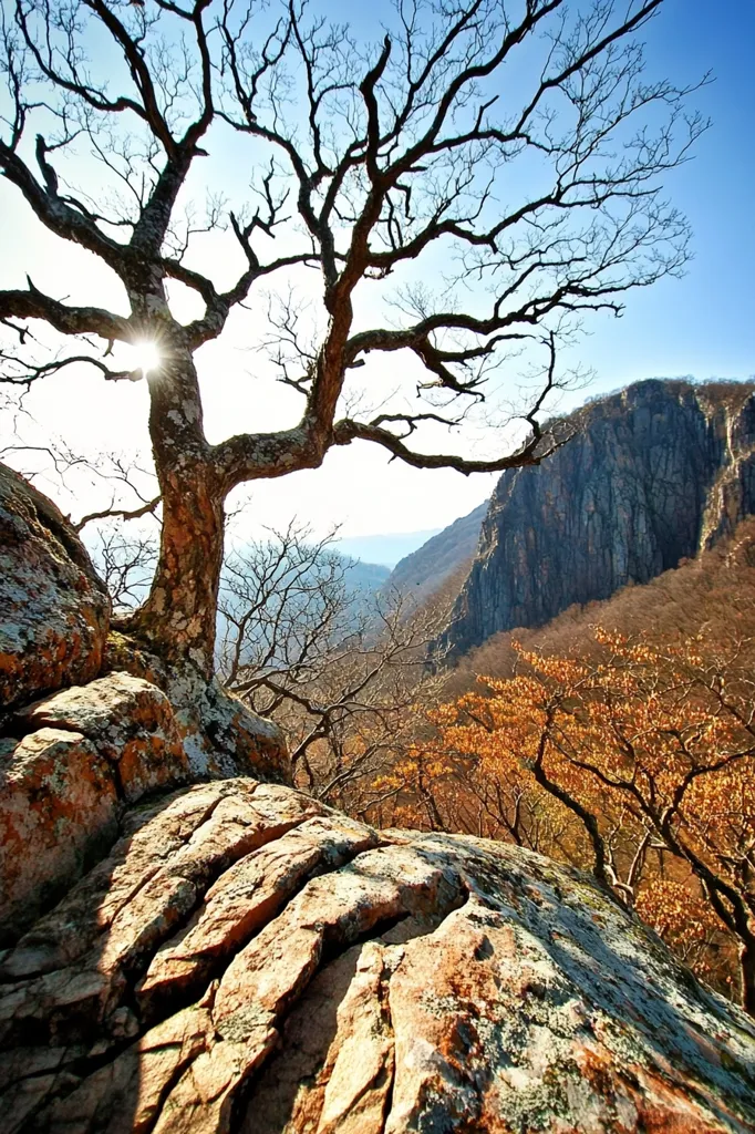 A stark, leafless tree clings to a rocky outcrop, its branches reaching towards a brilliant sun.  The tree dominates the foreground, its silhouette stark against the bright sky.  Below, a valley unfolds, showcasing a mix of barren winter trees and patches of autumnal gold.  In the background, a sheer, grey cliff face rises dramatically, adding depth and texture to the mountainous landscape.  The scene is one of dramatic contrast and natural beauty, capturing a moment of serene wildness.