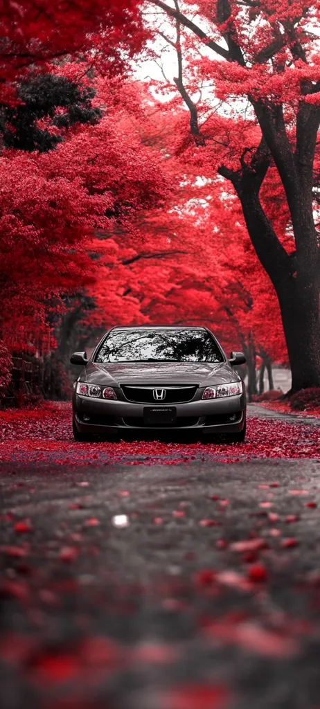 A dark-grey Honda sedan sits in the middle of a road lined with vibrant red trees.  The leaves, possibly autumnal, blanket the ground. The intense red of the foliage contrasts sharply with the car's muted color and the dark grey asphalt.  The scene evokes a sense of stillness and autumnal beauty, perhaps suggesting a road through a park or forest. The image is strikingly saturated, emphasizing the red tones.