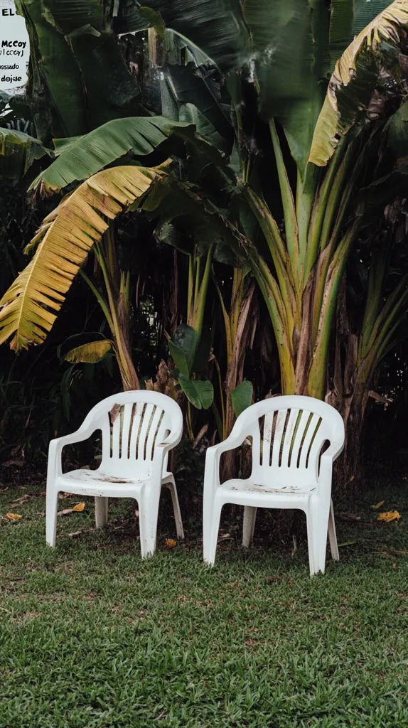 Two weathered white plastic chairs sit on a short-cut lawn, positioned in front of a lush backdrop of banana trees.  The banana plants are densely packed, with large, vibrant green leaves and yellowing fronds.  The overall scene evokes a sense of tropical tranquility and slightly worn, everyday simplicity.  The image has a slightly muted color palette, emphasizing the greens and whites. A handwritten note is visible in the upper left corner, seemingly unrelated to the scene itself.