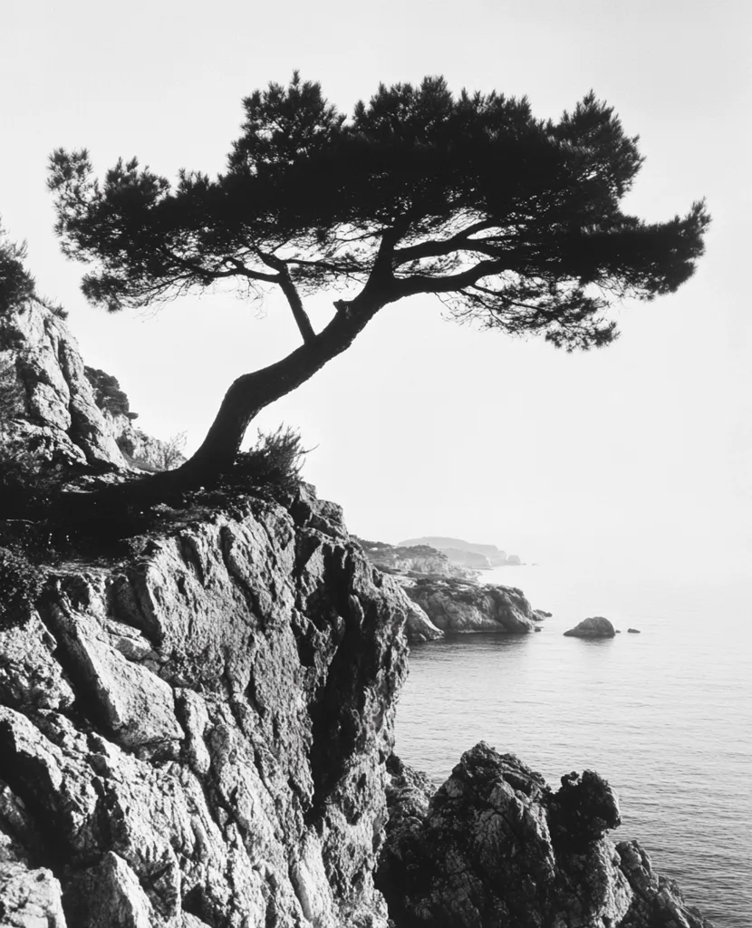 A striking black and white photograph captures a solitary pine tree clinging to a rocky cliffside.  The tree's silhouette is stark against the bright sky, its branches reaching out dramatically. Below, the rugged coastline descends to a calm sea, creating a serene yet powerful image of nature's resilience and beauty. The monochrome palette enhances the dramatic contrast and texture of the scene.