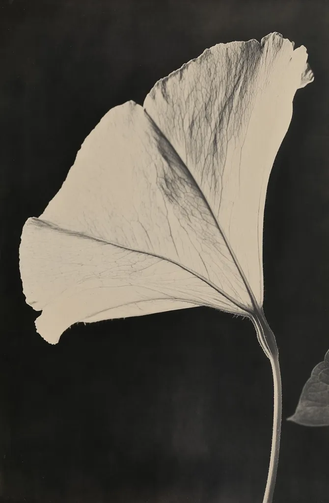 A striking monochrome photograph showcases a single, delicately veined petal of a flower, possibly a petunia, against a stark black backdrop. The petal's pale, almost translucent quality is emphasized by the dark background, creating a high-contrast image.  The detail of the petal's veins is prominently displayed, suggesting a close-up perspective. A small portion of the stem and a leaf are visible, providing context and scale to the main subject.  The overall aesthetic is minimalist and elegant.