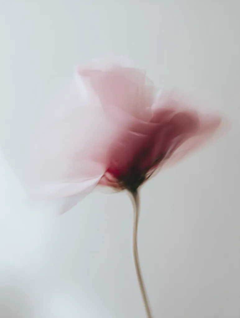 A soft, ethereal image depicts a single, delicate pink flower against a muted background.  The petals appear translucent, almost dreamlike, with a subtle blush of deeper pink at the center. The stem is slender and extends gracefully downward.  The overall impression is one of gentle beauty and serenity.