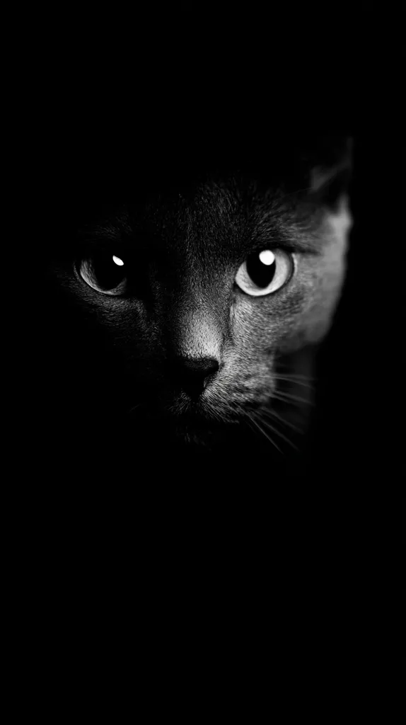 A black and white close-up captures a cat's face, partially shrouded in darkness.  Its piercing eyes and delicate whiskers are sharply defined against the inky black background, creating a dramatic and mysterious mood. The cat's gaze is intense, directly engaging the viewer.  The image's contrast highlights the cat's features, emphasizing its elegance and enigmatic nature.