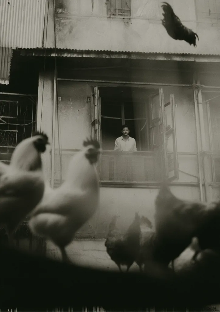 A young man stands in an open window of a weathered building, gazing out.  Chickens are in the foreground and in the air, creating a blurred, dreamlike quality. The monochromatic palette emphasizes the building's age and the man's pensive expression, capturing a moment of quiet observation amidst the everyday life of the city.  The overall mood is contemplative and slightly surreal.