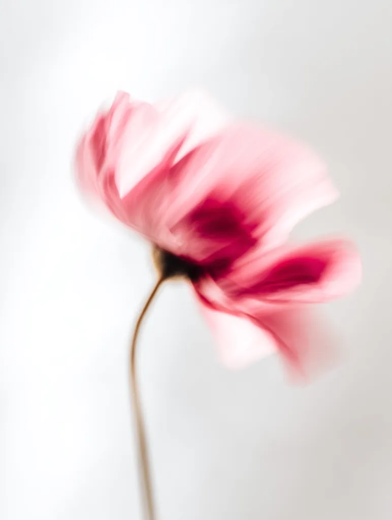 A delicate pink flower, possibly a poppy or cosmos, is captured in a blurred, ethereal style against a soft, light background. The image emphasizes the flower's gentle movement and soft texture, creating a dreamy and romantic atmosphere. The focus is on the flower's form and color, with the background subtly enhancing its delicate beauty.  The overall impression is one of serenity and grace.