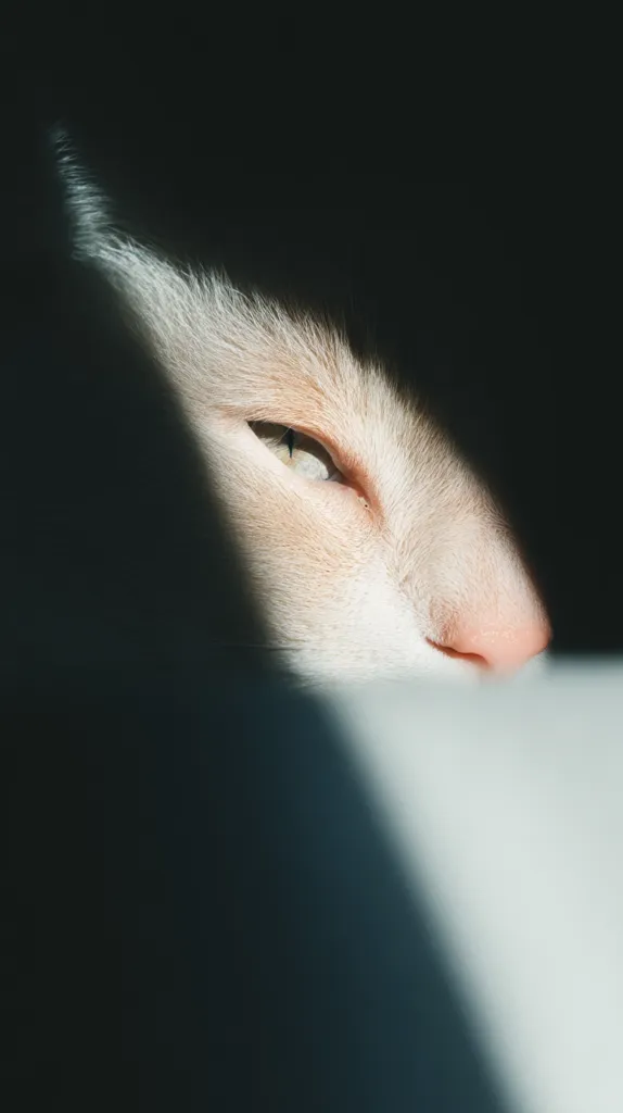 A pale cream-colored cat rests, partially obscured by shadows.  Only one eye and part of the face are clearly visible, illuminated by a shaft of sunlight.  The cat's fur is soft and fluffy.  The overall mood is one of quiet repose, with a hint of mystery created by the darkness surrounding the animal.  The image's contrast between light and shadow is striking.