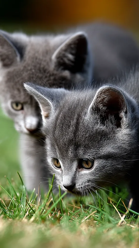 Two grey kittens are exploring outdoors.  The kitten in the foreground is intently examining the grass, its large, curious eyes focused. The other kitten is slightly out of focus in the background, suggesting a playful interaction between the pair.  The lush green grass provides a vibrant contrast to their grey fur.