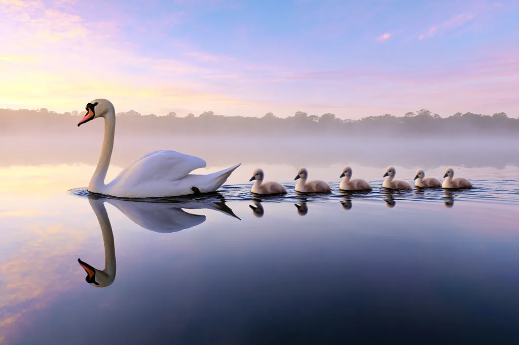 A majestic white swan leads a line of five cygnets across a calm lake at sunrise.  The soft, pastel colors of the dawn sky are reflected in the tranquil water.  The scene is serene and peaceful, showcasing the beauty of nature and the bond between parent and offspring.  A misty fog hangs over the distant shoreline, adding to the idyllic atmosphere.