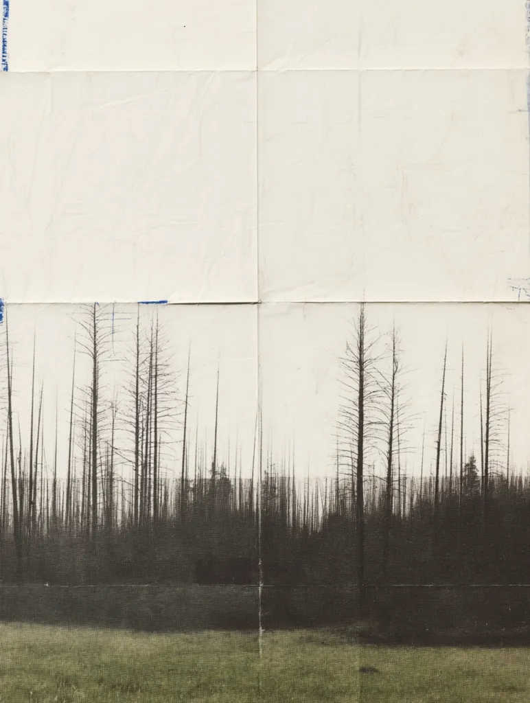 A monochromatic photograph, appearing as a collage of four sections, depicts a landscape of barren trees against a muted sky.  The trees, dark and slender, stand densely packed, suggesting a post-fire or otherwise devastated woodland. The top half shows a creased, off-white background, creating a stark contrast with the dark, lower half featuring the desolate forest and a field of muted green.  The overall effect is one of somberness and stillness.