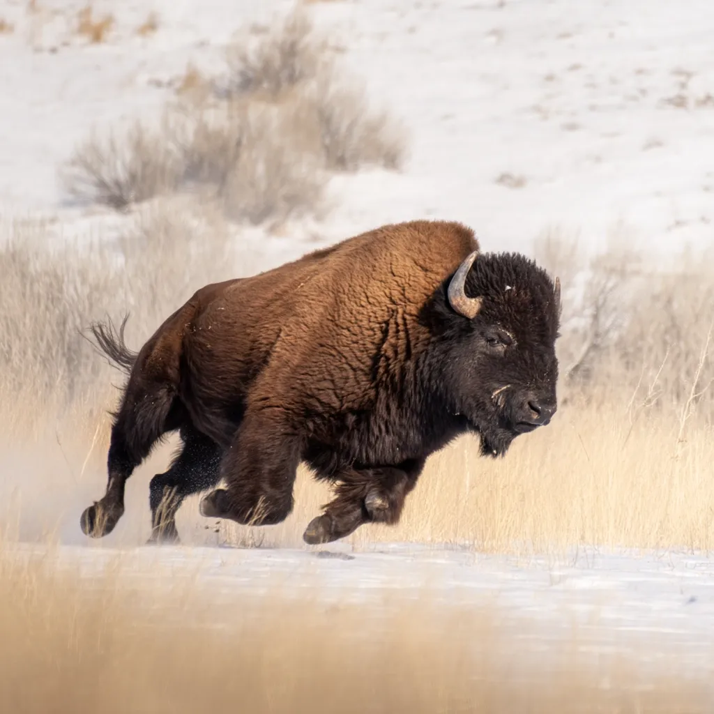 A large bison powerfully runs across a snowy landscape.  Its brown fur contrasts with the white snow and tan grasses.  The bison's legs are extended in mid-stride, showcasing its speed and strength.  The scene is one of raw, untamed nature in a wintry setting.  The animal's focused expression adds to the image's dramatic effect.