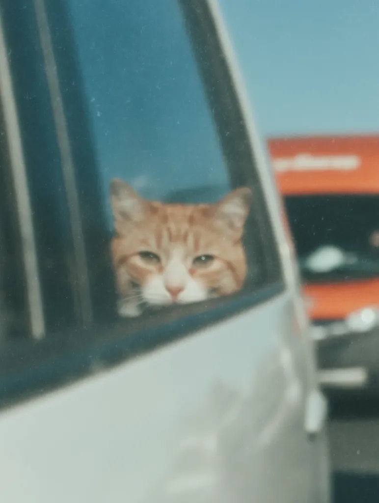 An orange tabby cat peers out from the back window of a silver car.  The cat's expression is calm and slightly melancholic. The background is blurred, showing a portion of a red truck and a hint of a roadway. The overall image has a soft, slightly hazy quality.