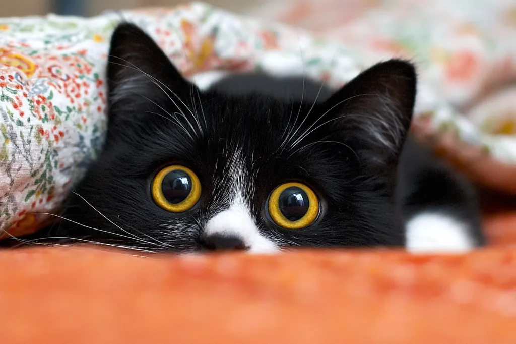 A black and white cat with striking yellow eyes peeks from under a floral blanket.  Its large, round eyes are wide and expressive, creating a curious and playful mood.  The cat's fur is sleek, and its white chest is visible. The background is blurred, focusing attention on the cat's face.  The overall image is charming and intimate.