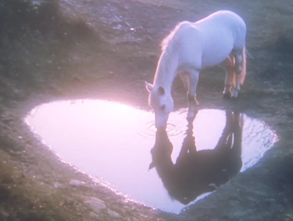 A white horse drinks from a heart-shaped puddle in a field. The soft, pink light casts a gentle glow on the scene.  The horse's reflection is clearly visible in the still water, mirroring its peaceful posture. The overall mood is serene and idyllic.