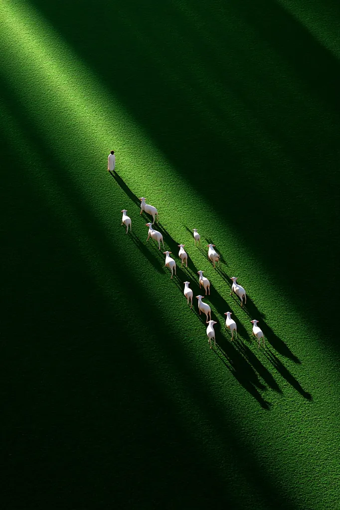 A shepherd in a long white robe leads a flock of white sheep across a vibrant green field.  Sunlight streams down diagonally across the scene, casting long shadows. The sheep follow the shepherd in a single file line, creating a striking visual contrast against the rich green.  The image evokes a sense of peace and tranquility in a pastoral setting.