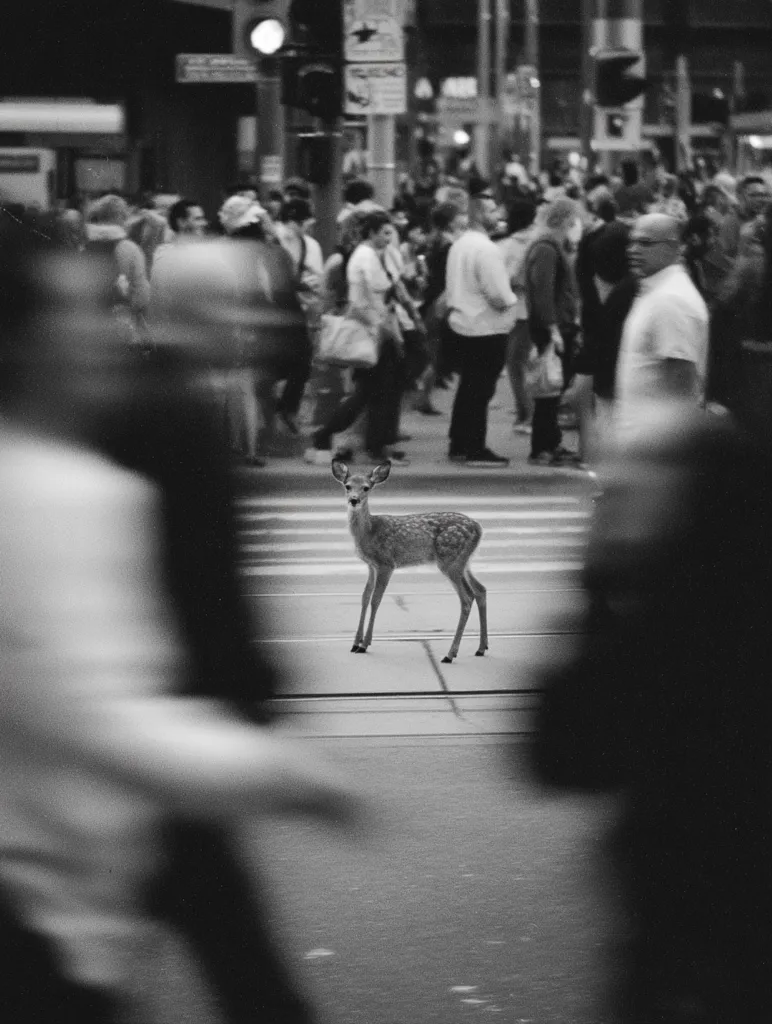 A lone fawn stands in the middle of a busy city street, oblivious to the blurred motion of pedestrians rushing past. The black and white image emphasizes the stark contrast between the wild animal and the urban environment.  The fawn's stillness is striking against the dynamic energy of the city crowd. The photo captures a fleeting moment of unexpected wildlife in an unlikely setting.