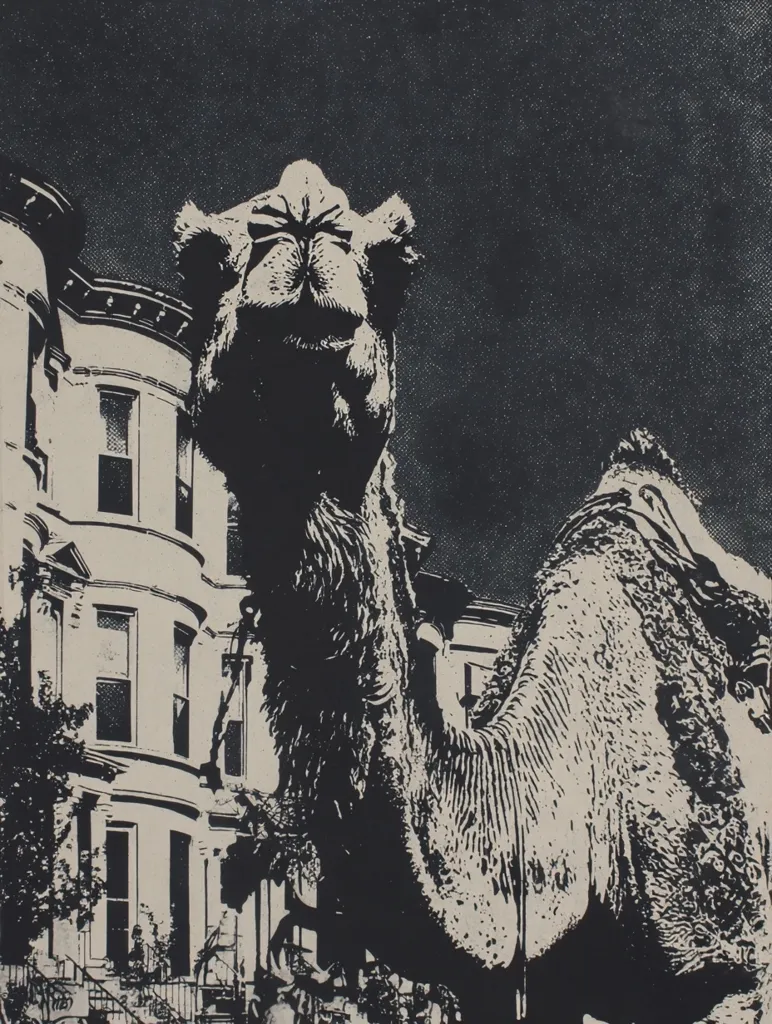 A black and white illustration depicts a large camel looming over a row of classic townhouses. The camel's face is prominently featured, filling much of the foreground, while its body extends to the bottom right. The townhouses are rendered in simple detail, their windows and architectural lines contrasting with the textured depiction of the camel's fur.  The background is a dark, mottled sky. The overall style suggests a print or woodcut.