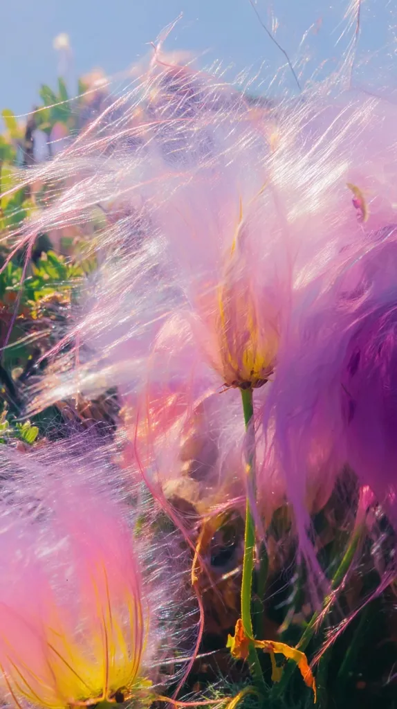 Close-up view of delicate, pastel pink flowers with long, silky filaments.  The blossoms are softly blurred, creating a dreamy, ethereal effect. The light pink and purple hues blend together, accentuated by the sunlit background. The image evokes a sense of lightness and airiness, showcasing the beauty of nature's subtle details.