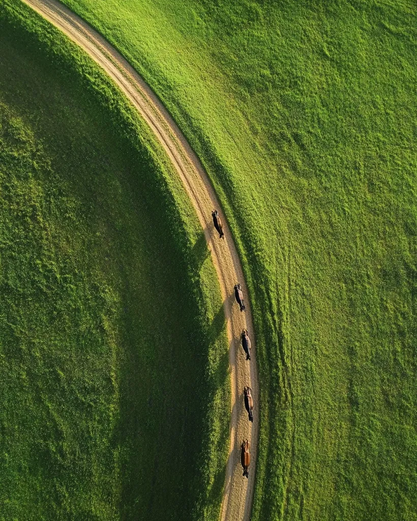 An aerial view shows a winding dirt road curving through a lush green field.  Five dark horses walk along the road, one behind the other, creating a picturesque line stretching from the top to the middle of the frame. The vibrant green of the grass contrasts beautifully with the earthy tone of the path and the dark coats of the horses. The scene is peaceful and idyllic, showcasing the beauty of rural landscapes.