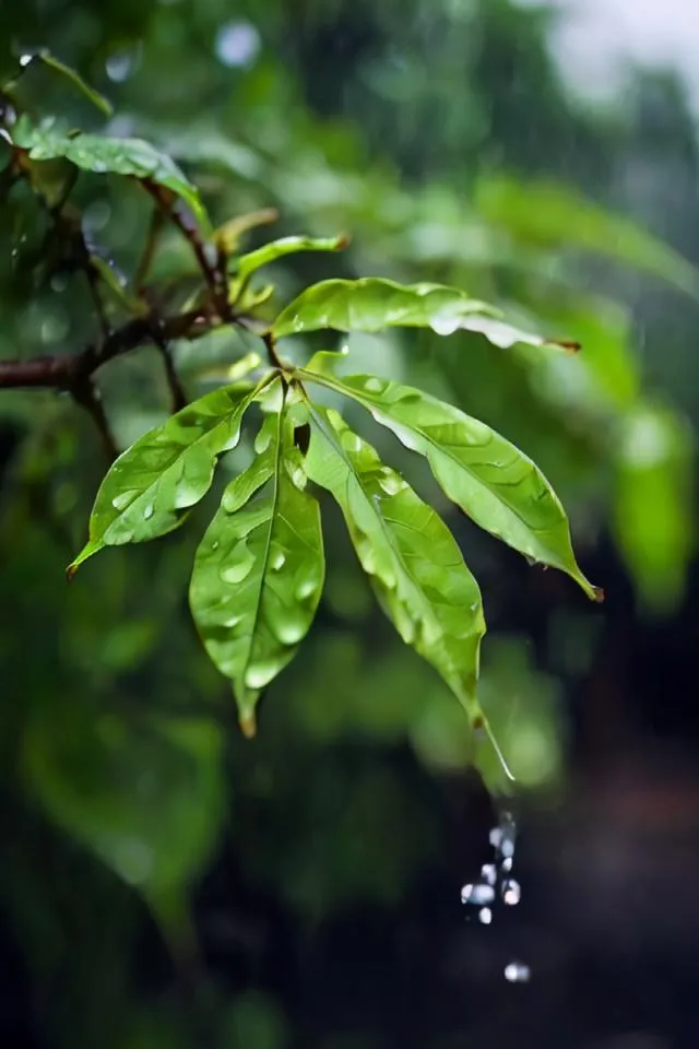 It is raining outside. The rain is falling on the leaves of the tree. The leaves are green and the rain is clear. The rain is making the leaves wet. The leaves are dripping with rain. The background is blurry.